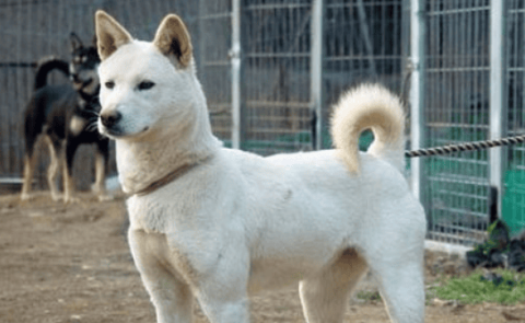 The dog is excellent Jindo Dog