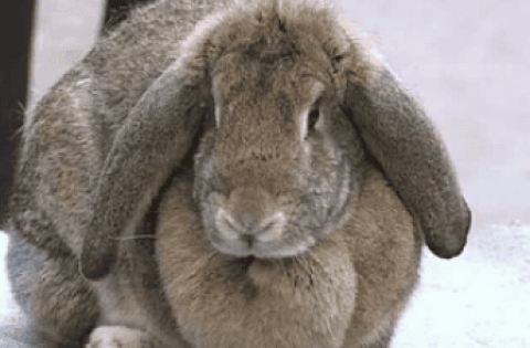 How to tell the age of a rabbit by its appearance?