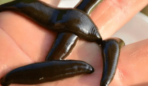 The eating habits of leech and the plants they like to eat