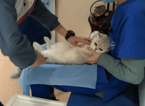 What causes thrombosis in cats