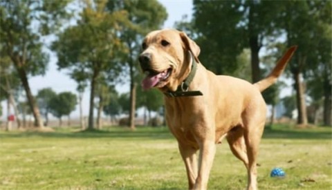 A gentle and intelligent large dog