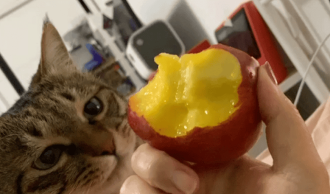 Can cats eat peaches? Why?