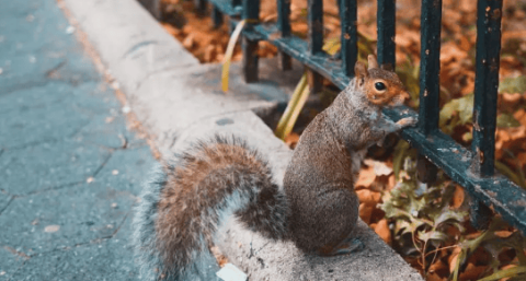 Revealed: The cute squirrel is actually a poisonous snake killer? How to catch and kill venomous snakes!