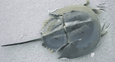 What does horseshoe crab mean?