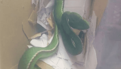 What kind of snake is Bamboo Leaf Green Snake? Is it poisonous?