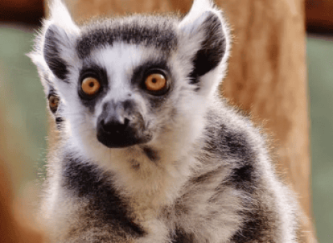 What plants do lemurs eat?