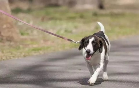 Do you really know how to walk a dog? Check out the correct way to walk your dog