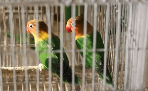 Is it normal for peony parrots to have red eyes?