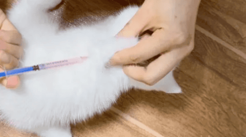 How often should cats be vaccinated?