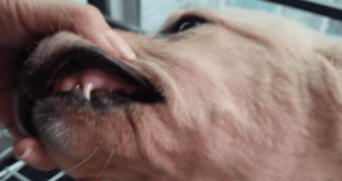 Dog's mouth suddenly bleeds