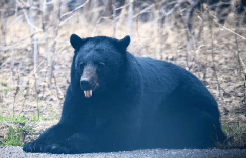 Black bear appears at Disney World in Orlando, USA and has been captured