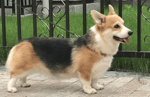 Introduction to the black, white and yellow corgi