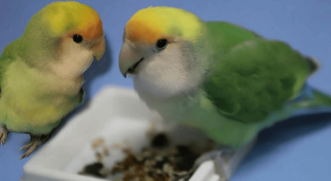 What foods do peony parrots eat to keep their feathers shiny?