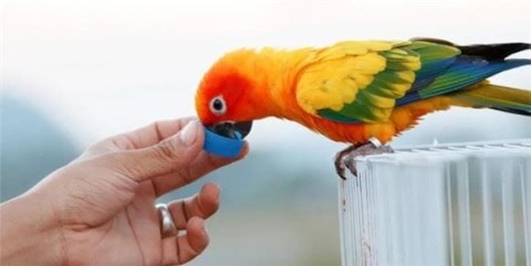 Can a newly arrived parrot take a bath? Don't worry, someone who has been there will tell you!