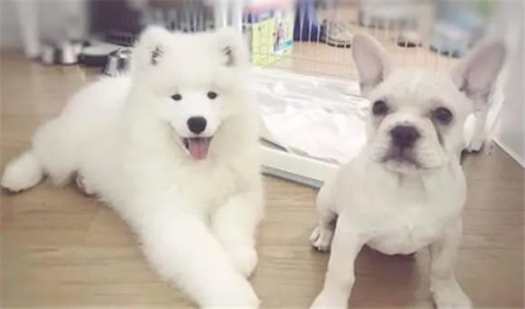 French Dou and Samoyed's children