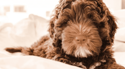 Scientific Dog Raising—Beware of Overeating and Overeating in Dogs