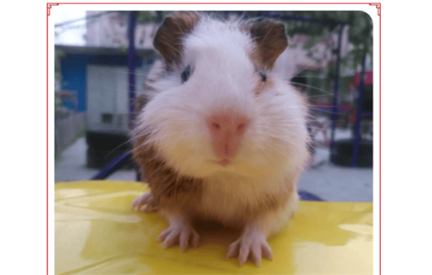 What to do if a guinea pig dies suddenly?