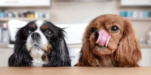 Dog owners should pay attention to the problem of bad breath in dogs!