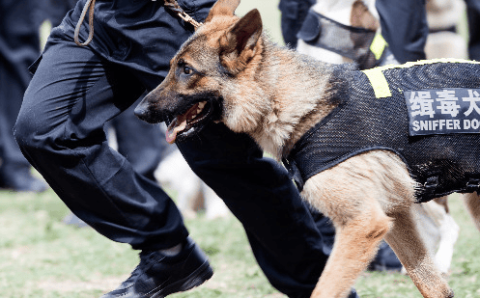 Can drug-sniffing dogs smell people taking drugs?