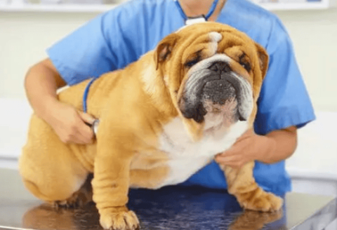 What medicine should a dog take if his heart enlargement causes a cough?