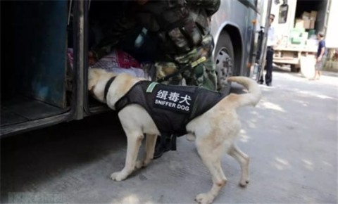 How do drug detection dogs find drugs?