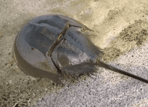 Who is the natural enemy of horseshoe crab?