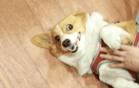 Corgi [huge liver tumor] has seriously affected life