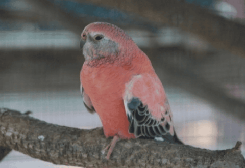 Why can’t we keep Autumn Grass Parrots? The first reason is extremely important