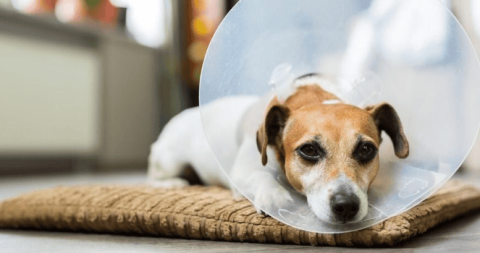 Why do dogs suddenly suffer from liver failure?