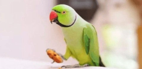 Human food = parrot poison? Come and find out