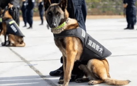 Complete picture of police dog pairing