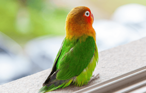 How to tell the difference between male and female yellow peach parrots