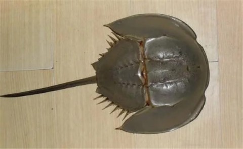 Do horseshoe crabs have medicinal value?