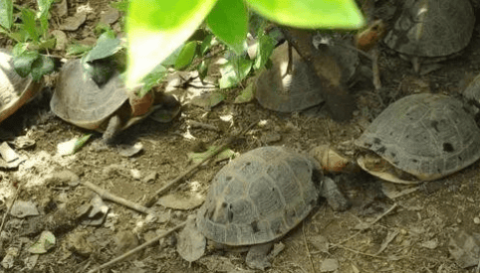 Turtles biting each other's tails? Teach you a few tricks to solve it