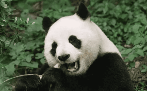 Is the giant panda a cat? Understand the classification, morphological characteristics and living habits of giant pandas