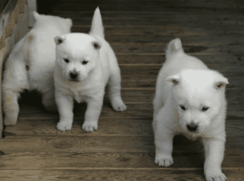 Kishu Inu Puppy Picture IQ Ranking