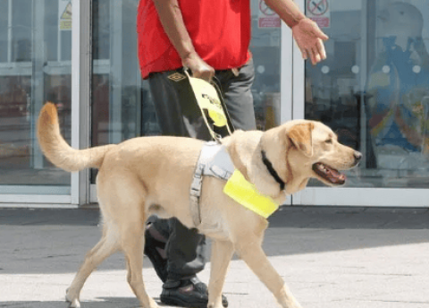 Do guide dogs know that their owners cannot see?