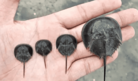 The efficacy and contraindications of horseshoe crab