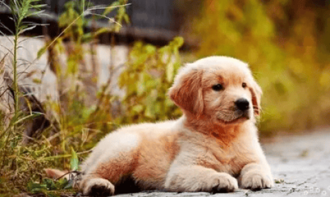 How much does a golden retriever weigh? Take a look at the weight comparison chart now!