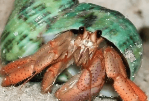 What do hermit crabs look like? Learn about