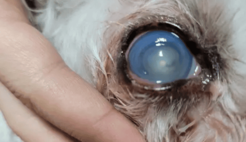 How long does it take for a dog’s corneal ulcer to heal?