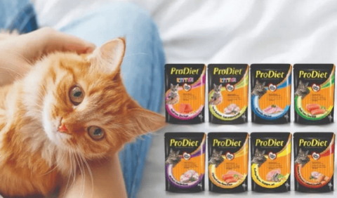 Knock on the blackboard | New product preview! Malaysia’s national cat food brand Bodai is about to be launched~