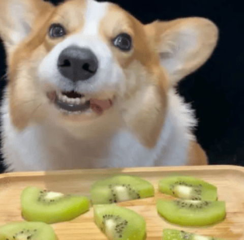 Can dogs eat kiwi fruit?