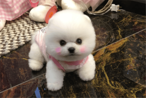 What a teacup Shunsuke dog looks like when he grows up