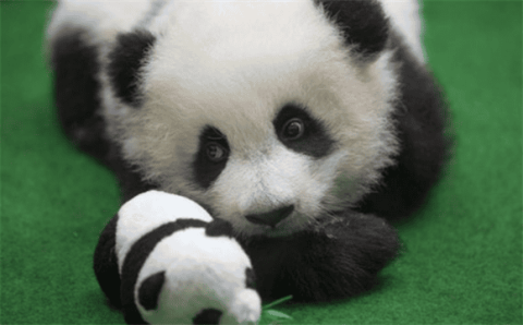 Why are giant pandas considered China’s national treasure?