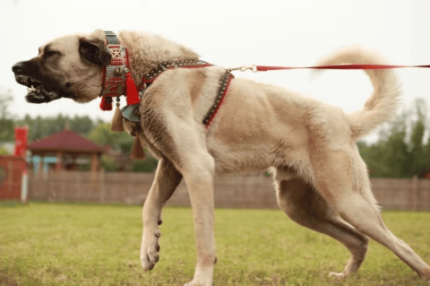 Which one is bigger, Kangal or Kuda?