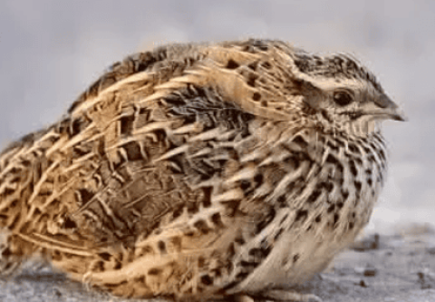 Understand the whole process of symptomatic treatment of quail cold