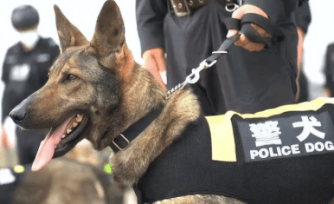 Are police dogs and military dogs the same breed?