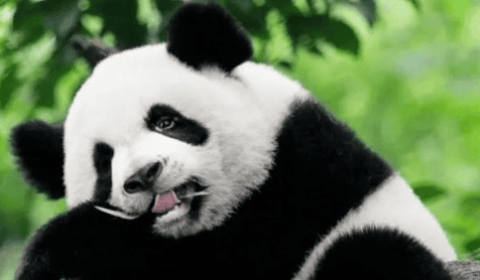 Giant pandas are carnivores, so why do they become vegetarians? Netizen: Panda is too difficult!