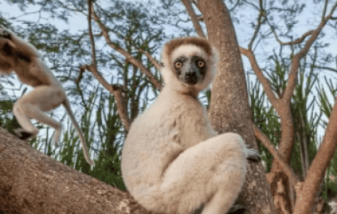 What animals do lemurs eat?